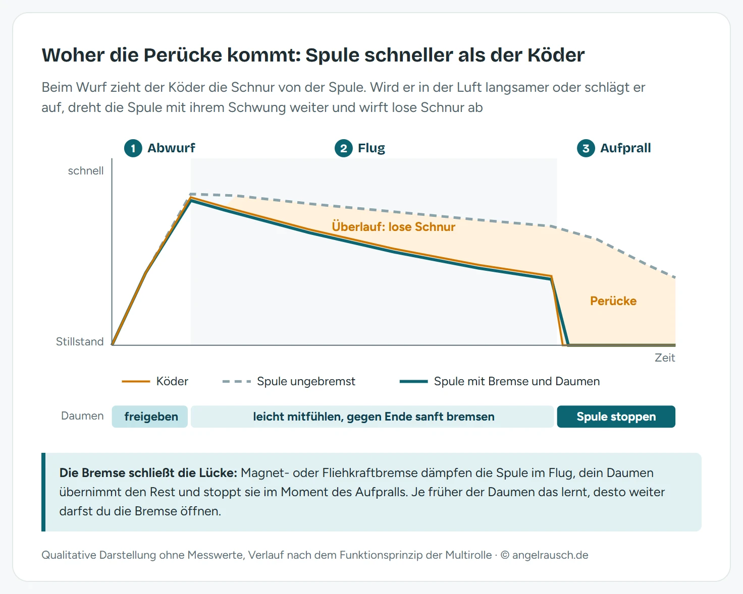 Diagramm der Geschwindigkeit während eines Wurfs in drei Phasen Abwurf, Flug und Aufprall: Der Köder wird im Flug langsamer und stoppt beim Aufprall. Eine ungebremste Spule bleibt schnell und dreht nach dem Aufprall weiter, die Fläche dazwischen ist als Überlauf und Perücke markiert. Eine Spule mit Bremse und Daumen folgt dem Köder eng. Darunter die Daumenaufgaben: freigeben, mitfühlen und sanft bremsen, Spule stoppen