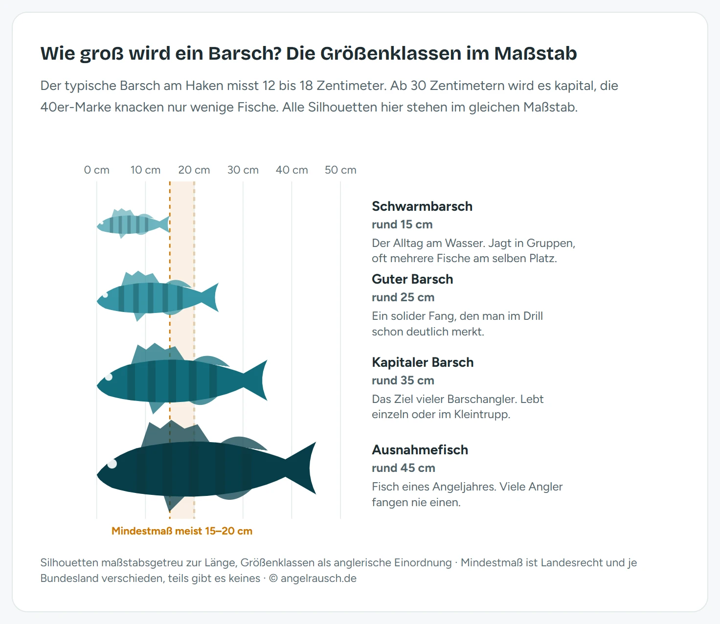 Grafik mit vier maßstabsgetreuen Barsch-Silhouetten auf einer Längenachse bis 50 Zentimeter: Schwarmbarsch 15 Zentimeter, guter Barsch 25 Zentimeter, kapitaler Barsch 35 Zentimeter, Ausnahmefisch 45 Zentimeter, dazu ein Band für das Mindestmaß von meist 15 bis 20 Zentimetern