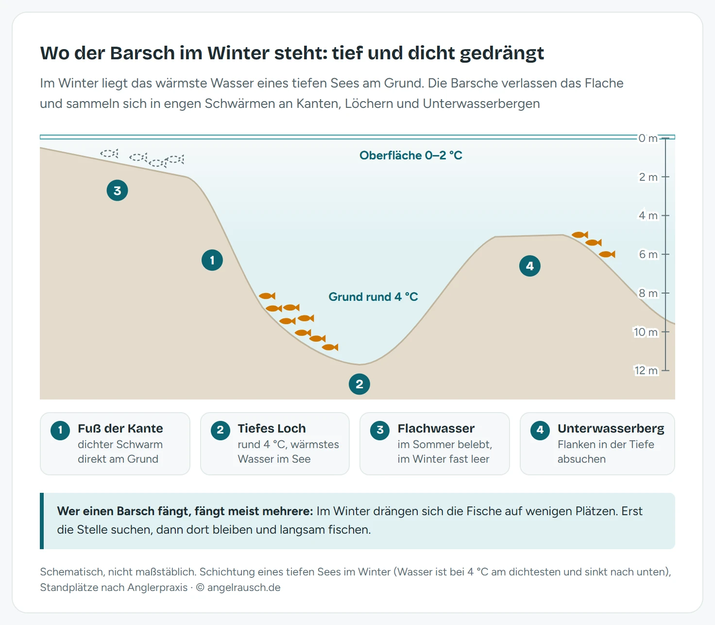 Schnitt durch einen See im Winter mit Tiefenskala bis 12 Meter: an der Oberfläche 0 bis 2 Grad, am Grund rund 4 Grad. Auf dem flachen Plateau links sind nur gestrichelt die Sommerplätze der Barsche eingezeichnet, am Fuß einer steilen Kante steht ein dichter Barschschwarm zwischen 8 und 11 Metern, eine zweite kleine Gruppe an der Flanke eines Unterwasserbergs