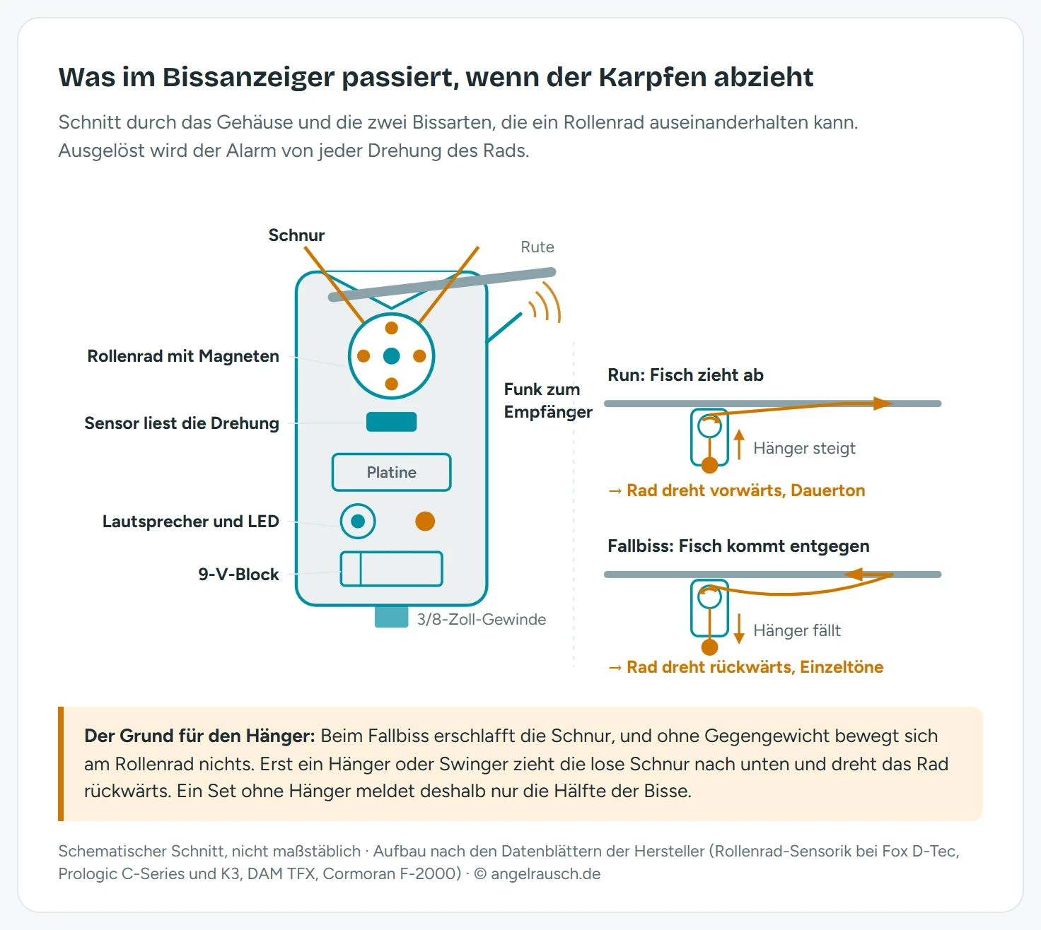 Schnitt durch einen Funkbissanzeiger: Die Schnur läuft über ein Rollenrad mit vier Magneten, darunter liest ein Sensor jede Drehung und gibt das Signal an die Platine, die Lautsprecher, LED und Funkantenne ansteuert. Rechts zwei Bissarten: Beim Run dreht das Rad vorwärts und der Hänger steigt, beim Fallbiss fällt der Hänger und dreht das Rad rückwärts.