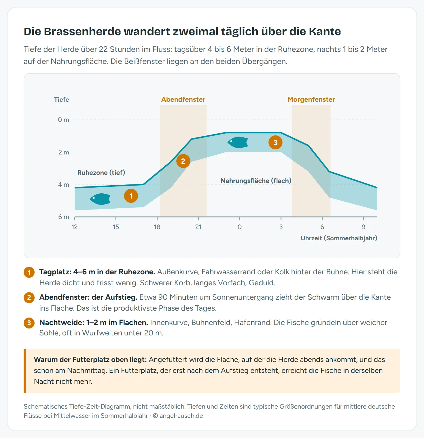 Tiefe-Zeit-Diagramm über 22 Stunden von 12 Uhr mittags bis 10 Uhr am Folgetag. Die y-Achse zeigt die Tiefe von 0 bis 6 Metern, die x-Achse die Uhrzeit. Ein türkises Band markiert die Tiefe der Brassenherde: von 12 bis 17 Uhr liegt es bei 4 bis 5,6 Metern in der Ruhezone, zwischen 18 und 20:30 Uhr steigt es steil auf 1 bis 2,6 Meter, bleibt die ganze Nacht auf der Nahrungsfläche bei 0,8 bis 2 Metern und fällt zwischen 5 und 6:30 Uhr wieder in die Tiefe zurück. Zwei orange hinterlegte Zonen markieren das Abendfenster um Sonnenuntergang und das Morgenfenster um Sonnenaufgang. Drei nummerierte Marker bezeichnen Tagplatz, Aufstieg und Nachtweide.
