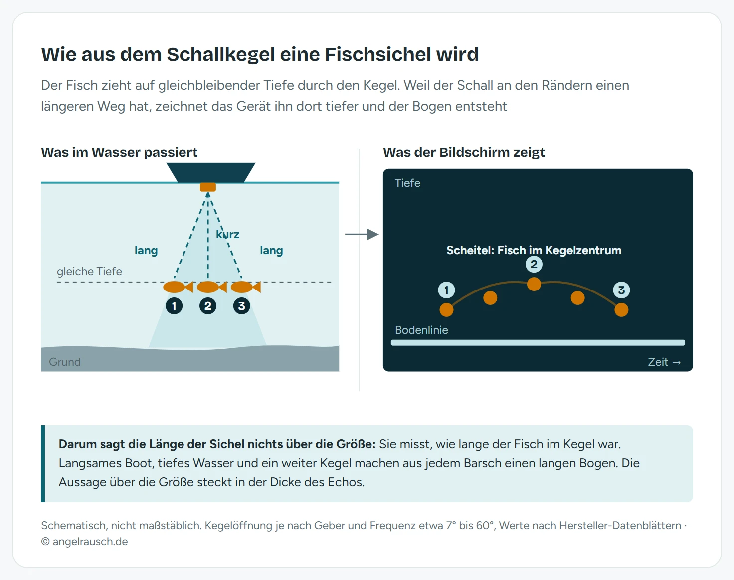 Schematischer Querschnitt links: Ein Boot sendet einen Schallkegel nach unten, ein Fisch auf konstanter Tiefe durchquert ihn an drei Positionen, die Schallwege zum Kegelrand sind länger als zur Kegelmitte. Rechts das zugehörige Echolotbild, auf dem die drei Messpunkte als nach oben gewölbte Sichel erscheinen, obwohl der Fisch die Tiefe nie gewechselt hat