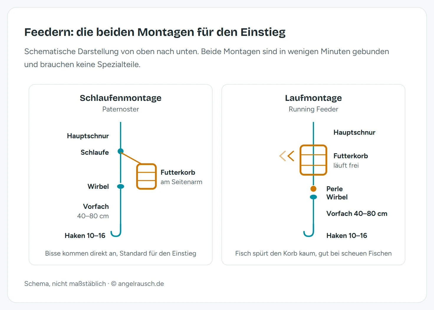 Schema der beiden Feedermontagen für Einsteiger. Links die Schlaufenmontage, bei der der Futterkorb an einem 10 bis 15 Zentimeter langen Seitenarm hängt und das Vorfach von 40 bis 80 Zentimetern darunter folgt. Rechts die Laufmontage, bei der die Hauptschnur frei durch den Futterkorb läuft und Perle und Wirbel als Stopper dienen.