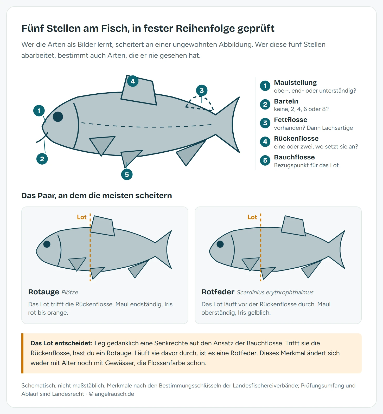 Schema eines Weißfisches von der Seite mit fünf nummerierten Prüfstellen: 1 die Maulstellung am Kopf, 2 die Barteln, 3 die Fettflosse zwischen Rücken- und Schwanzflosse, 4 der Ansatz der Rückenflosse, 5 der Ansatz der Bauchflosse. Darunter der Detailvergleich von Rotauge und Rotfeder: Beim Rotauge trifft eine gestrichelte Lotlinie vom Bauchflossenansatz die Rückenflosse, bei der Rotfeder liegt die Rückenflosse deutlich hinter dieser Linie.