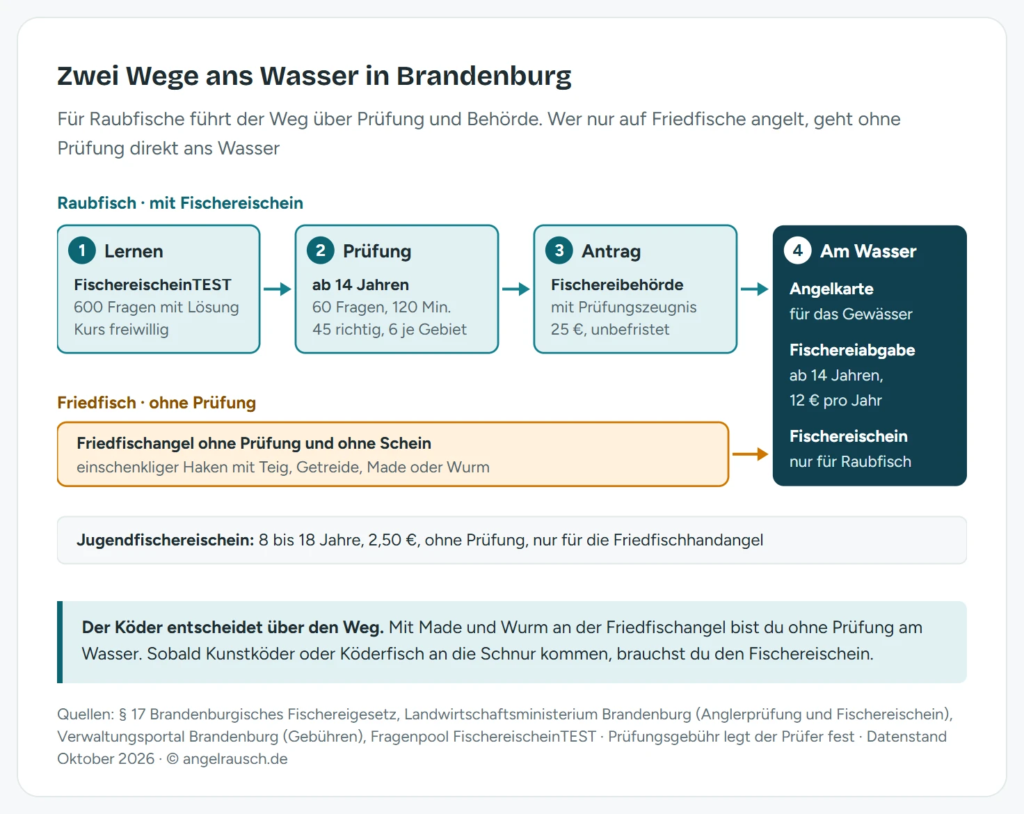 Ablaufschema zum Angeln in Brandenburg mit zwei Wegen. Oben der Weg zum Fischereischein für Raubfische in vier Schritten: lernen mit dem amtlichen FischereischeinTEST, ein Kurs ist freiwillig; Anglerprüfung ab 14 Jahren bei der unteren Fischereibehörde oder einem anerkannten Prüfer mit 60 Fragen in 120 Minuten, bestanden mit 45 richtigen und mindestens 6 von 12 je Sachgebiet; Antrag persönlich bei der unteren Fischereibehörde des Wohnorts mit Prüfungszeugnis, Passbild und Ausweis, 25 Euro, unbefristet; am Wasser mit Fischereischein, Fischereiabgabe und Angelkarte. Unten der Weg für das Friedfischangeln ohne Prüfung direkt zum Wasser, nur mit Angelkarte und ab 14 Jahren mit Fischereiabgabe von 12 Euro pro Jahr. Ein Hinweis darunter nennt den Jugendfischereischein für 8 bis 18 Jahre, 2,50 Euro, ohne Prüfung und nur für die Friedfischhandangel