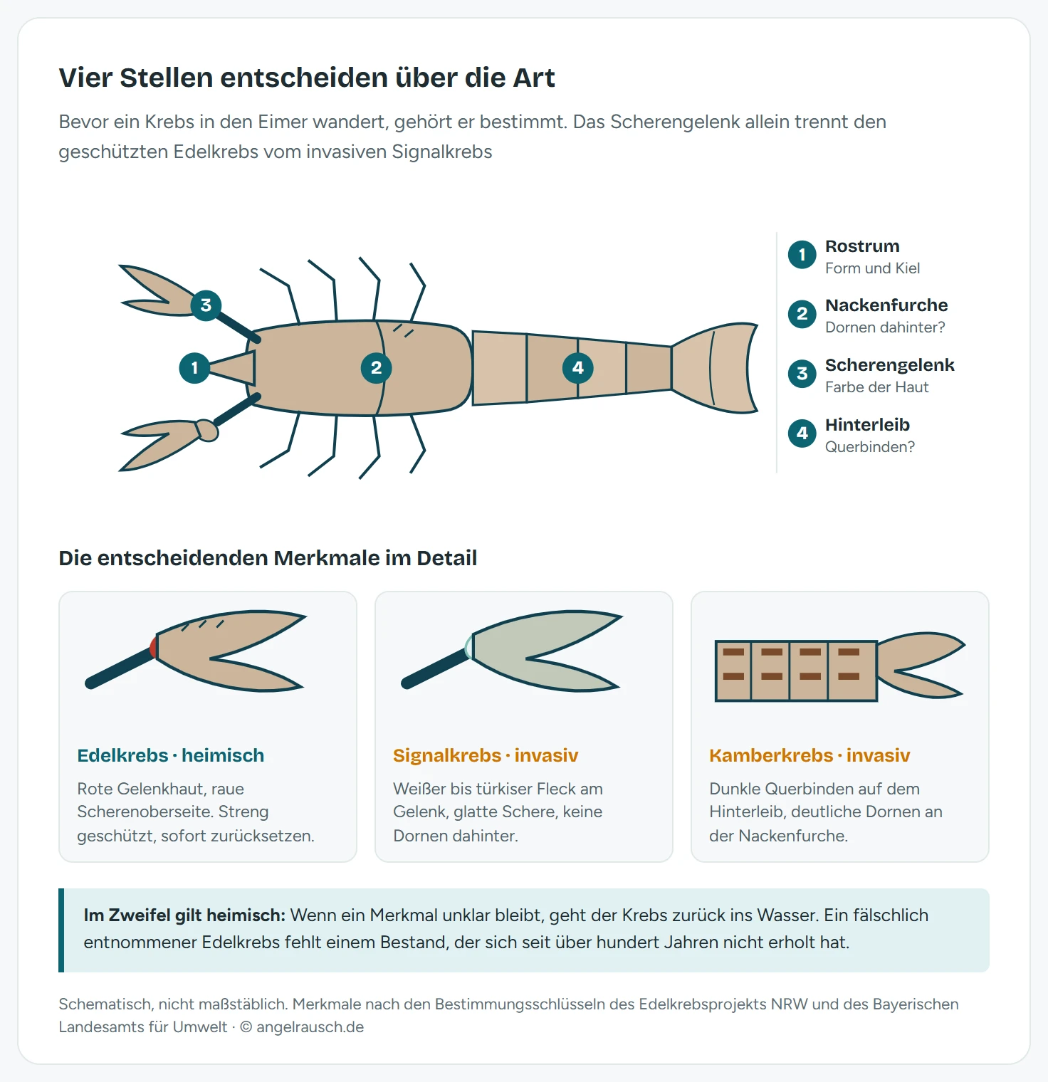 Schema eines Flusskrebses von oben mit vier nummerierten Prüfstellen: Rostrumspitze, Dornen hinter der Nackenfurche, Scherengelenk und Hinterleib. Daneben die Zuordnung der Merkmale zu den drei häufigsten Arten: Edelkrebs mit roter Gelenkhaut, rauer Scherenoberseite und Dorn hinter der Nackenfurche, Signalkrebs mit weiß-türkisem Fleck am Scherengelenk und glatter Schere ohne Dornen, Kamberkrebs mit dunklen Querbinden auf dem Hinterleib