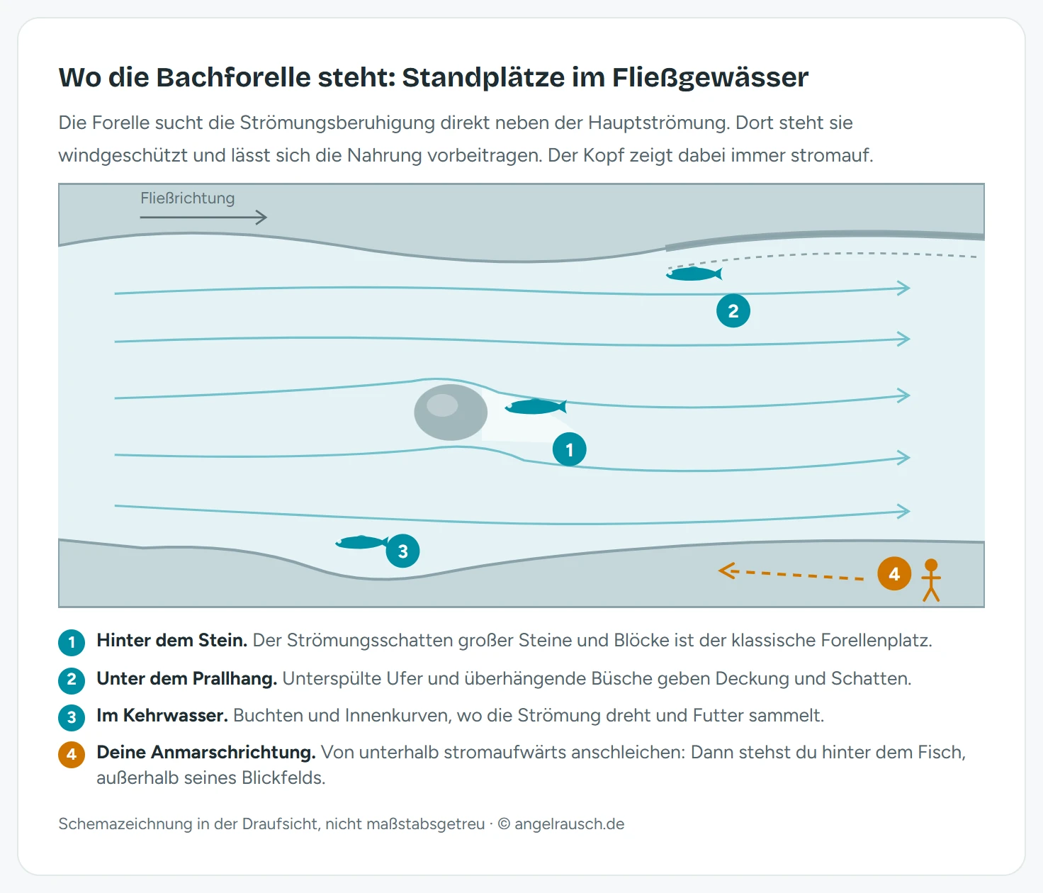 Schemazeichnung eines Bachabschnitts in der Draufsicht mit Strömungslinien: Forellen stehen im Strömungsschatten hinter einem großen Stein, unter dem unterspülten Prallhang und im Kehrwasser der Innenkurve, dazu ein Angler, der sich von unterhalb stromaufwärts nähert