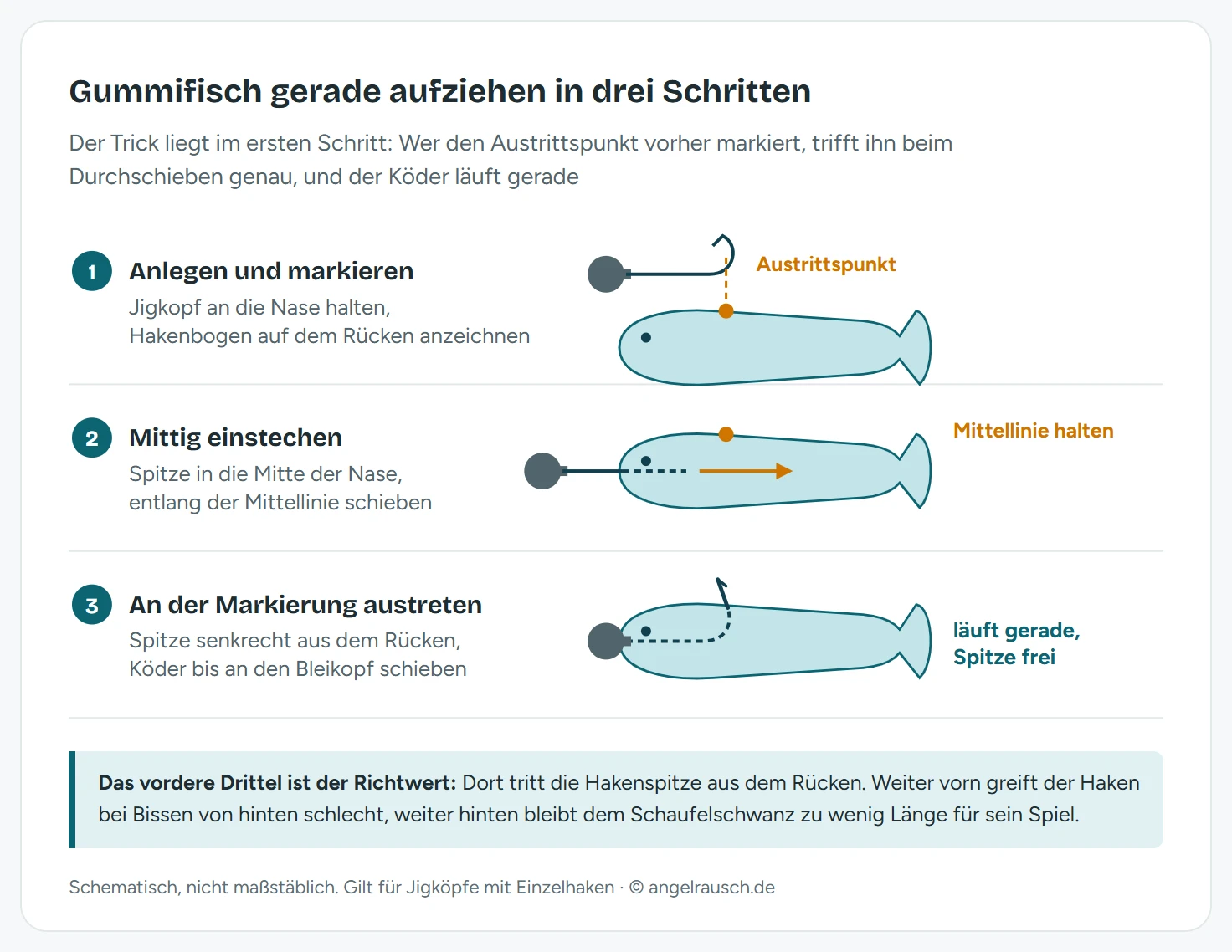 Ablaufschema in drei Zeilen: Erstens Jigkopf neben den Gummifisch legen und den Punkt, an dem der Hakenbogen austreten soll, im vorderen Drittel auf dem Rücken markieren. Zweitens die Hakenspitze mittig in die Nase stechen und den Haken entlang der Mittellinie durch den Köder schieben. Drittens die Spitze an der Markierung aus dem Rücken treten lassen und den Köder bis an den Bleikopf schieben, so dass er gerade liegt
