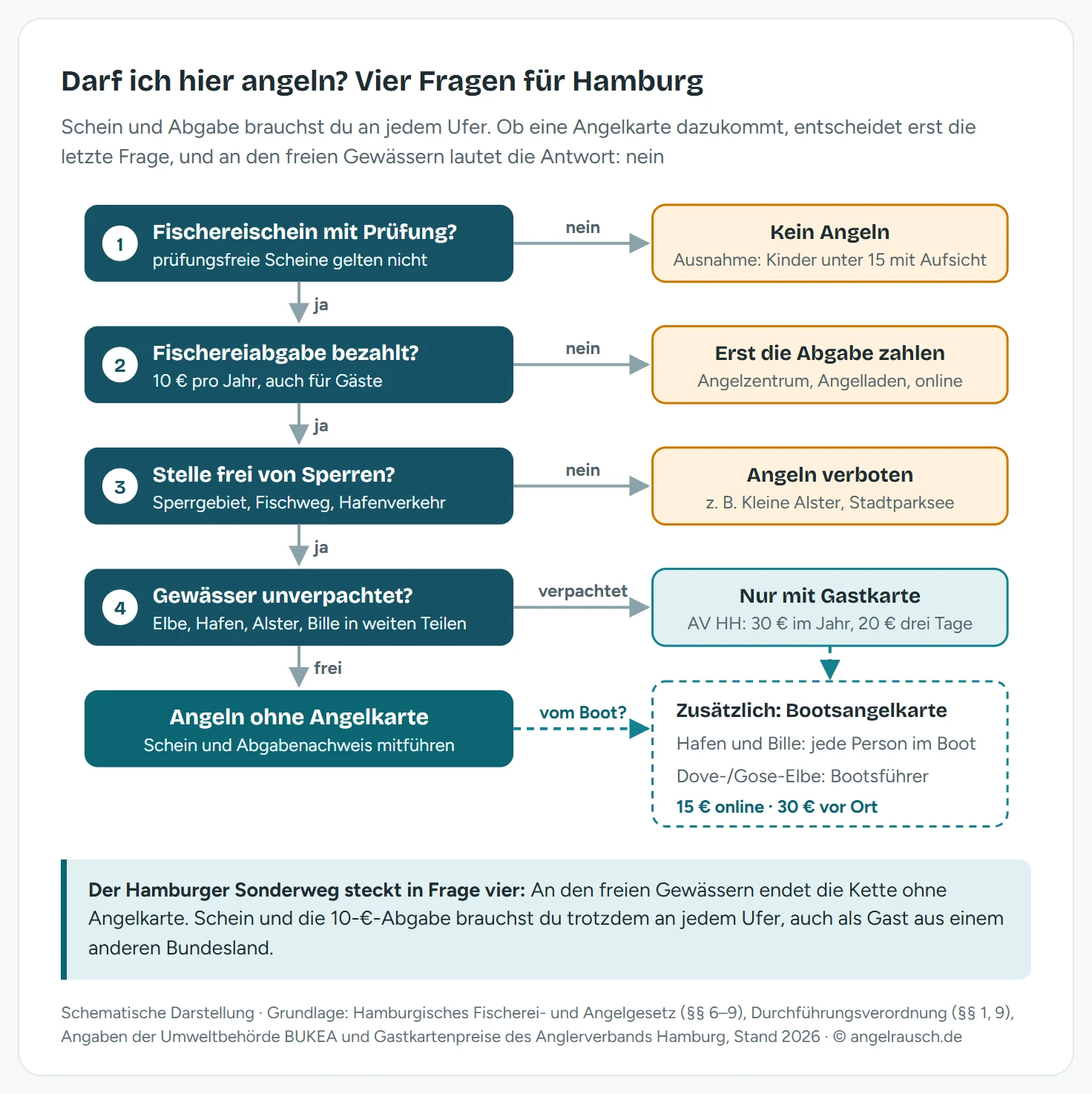 Entscheidungsschema mit vier Prüffragen zum Angeln in Hamburg. Frage eins: Hast du einen Fischereischein mit Prüfung? Wenn nein: kein Angeln, Ausnahme sind Kinder unter 15 mit einer Handangel unter Aufsicht. Frage zwei: Ist die Fischereiabgabe von 10 Euro für dieses Jahr bezahlt? Wenn nein: erst die Abgabe entrichten. Frage drei: Liegt die Stelle in einem Schon- oder Sperrgebiet oder im Fischweg samt 50 Metern ober- und unterhalb? Wenn ja: Angeln verboten. Frage vier: Ist das Gewässer frei oder verpachtet? Bei freien Gewässern wie Elbe, Hafen, Alster und Bille: Angeln erlaubt ohne Angelkarte. Bei Pachtgewässern wie Dove-Elbe oder Oberer Tideelbe: nur mit Gastkarte oder Mitgliedschaft. Ein Zusatzkasten nennt die Bootsangelkarte für das Angeln vom Boot