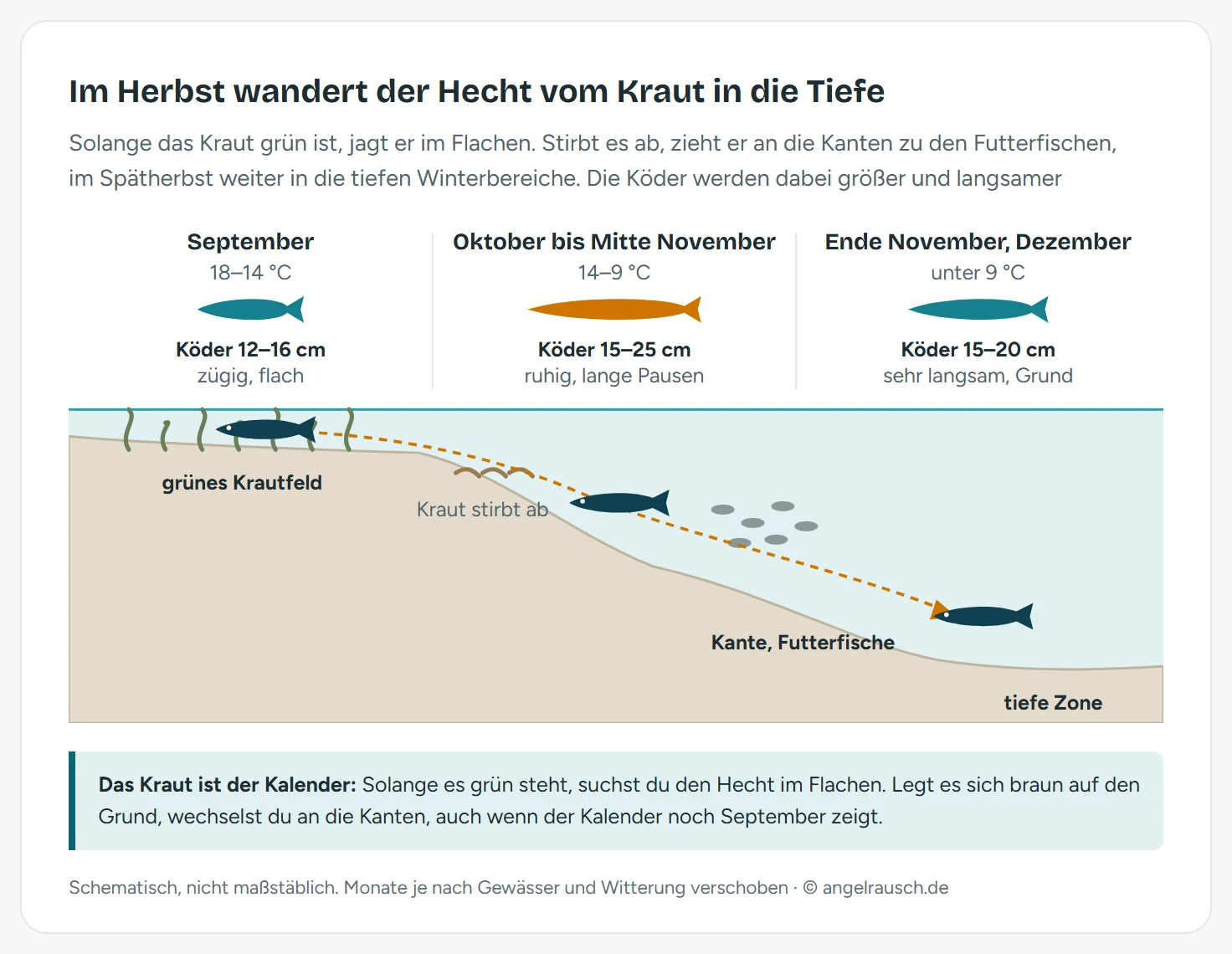 Grafik in drei Spalten von September bis Dezember: oben je Phase Wassertemperatur, Ködergröße und Führung, unten ein Gewässerschnitt. Im September steht der Hecht im grünen Krautfeld, im Oktober an der Kante bei einem Futterfischschwarm, im Dezember in der tiefen Zone. Ein gestrichelter Pfeil führt von flach nach tief.