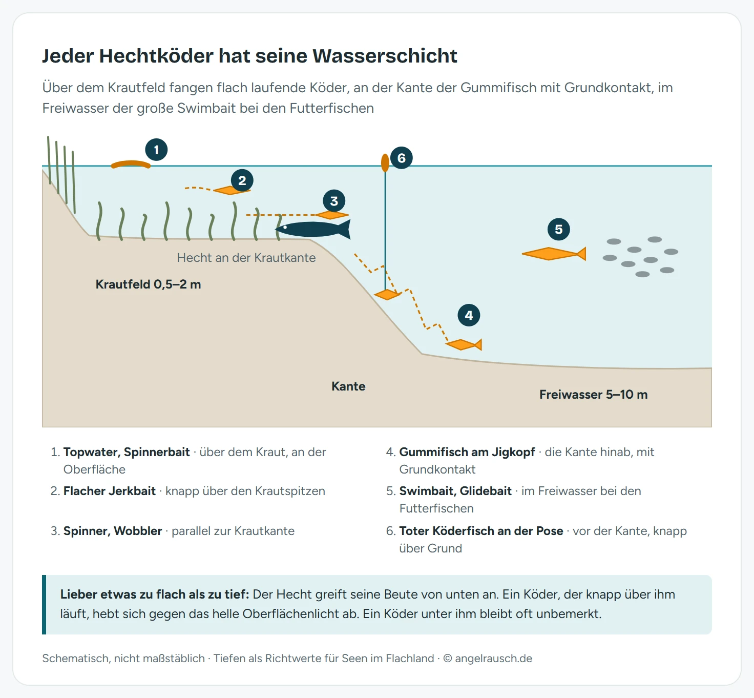 Schnitt durch einen See vom Schilfufer bis ins Freiwasser: Über einem flachen Krautfeld laufen Topwater-Köder, Spinnerbait und ein flacher Jerkbait, an der Krautkante Spinner und Wobbler, die Kante hinab ein Gummifisch mit Grundkontakt, im Freiwasser ein Swimbait bei einem Futterfischschwarm und vor der Kante ein toter Köderfisch an der Pose.