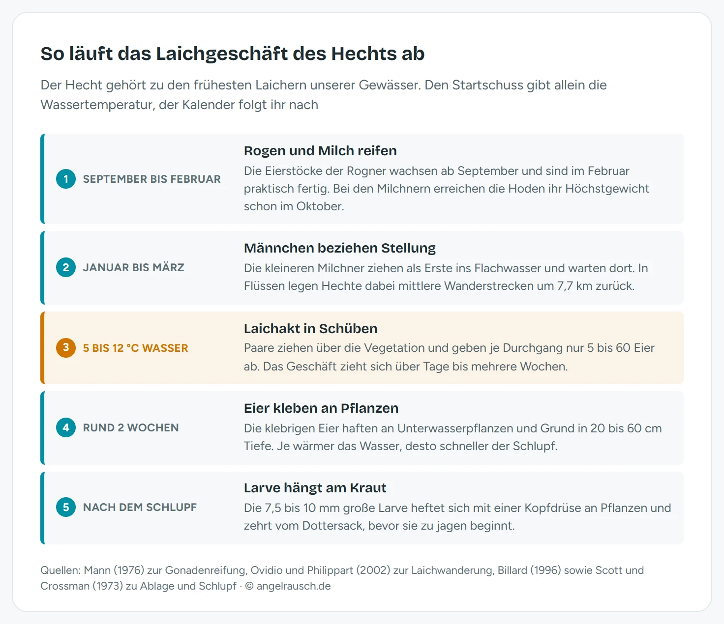 Ablaufschema des Hecht-Laichgeschäfts in fünf Phasen: Reifung von Rogen und Milch ab September, Männchen beziehen ab Januar Stellung im Flachwasser, Laichakt in Schüben bei 5 bis 12 Grad, Eientwicklung über rund zwei Wochen, danach heftet sich die 7,5 bis 10 Millimeter große Larve am Kraut fest