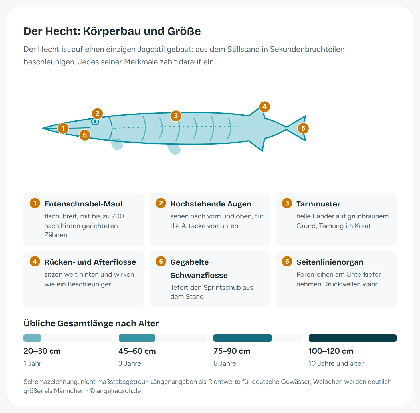 Schemazeichnung des Hechts mit sechs beschrifteten Erkennungsmerkmalen: entenschnabelartiges Maul, hochstehende Augen, Tarnmuster aus hellen Bändern, weit hinten sitzende Rücken- und Afterflosse, gegabelte Schwanzflosse und Seitenlinienorgan, darunter eine Längenskala von 20 bis 120 Zentimetern nach Altersklassen