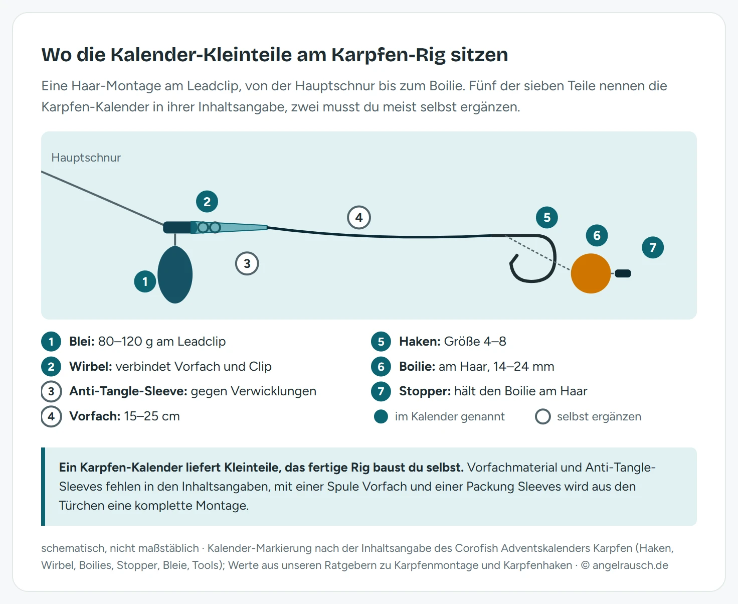 Schema einer Karpfen-Haar-Montage mit sieben nummerierten Teilen: Blei 80–120 g, Wirbel, Anti-Tangle-Sleeve, Vorfach 15–25 cm, Haken Größe 4–8, Boilie 14–24 mm und Stopper. Blei, Wirbel, Haken, Boilie und Stopper sind als im Kalender genannt markiert, Sleeve und Vorfach als selbst zu ergänzen.
