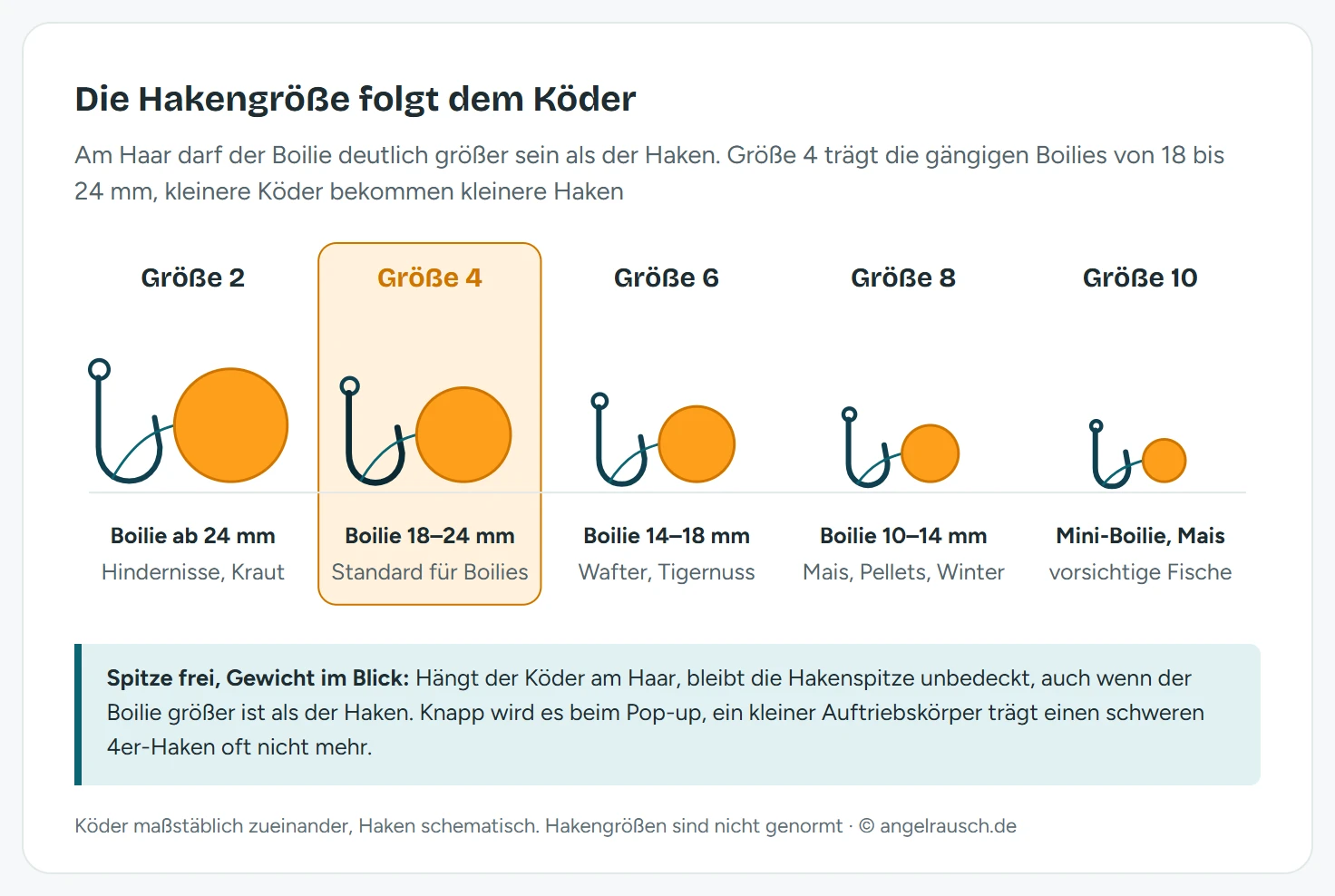 Fünf Karpfenhaken von Größe 2 bis Größe 10 nebeneinander, jeder mit einem maßstäblichen Köder am Haar: Größe 2 mit Boilie ab 24 mm, Größe 4 hervorgehoben mit Boilie von 18 bis 24 mm, Größe 6 mit 14 bis 18 mm, Größe 8 mit 10 bis 14 mm sowie Mais und Pellets, Größe 10 mit Mini-Boilie.
