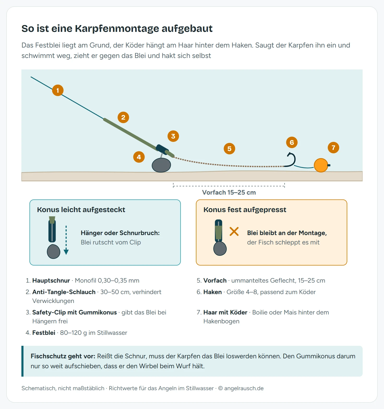 Schema einer Festbleimontage am Gewässergrund mit sieben nummerierten Teilen: Hauptschnur, Anti-Tangle-Schlauch, Safety-Clip mit Gummikonus, Festblei, Vorfach von 15 bis 25 Zentimetern, Haken und Boilie am Haar. Darunter zwei Detailzeichnungen des Clips, links mit leicht aufgestecktem Konus, bei dem das Blei abrutschen kann, rechts mit fest aufgepresstem Konus, bei dem das Blei an der Montage bleibt.
