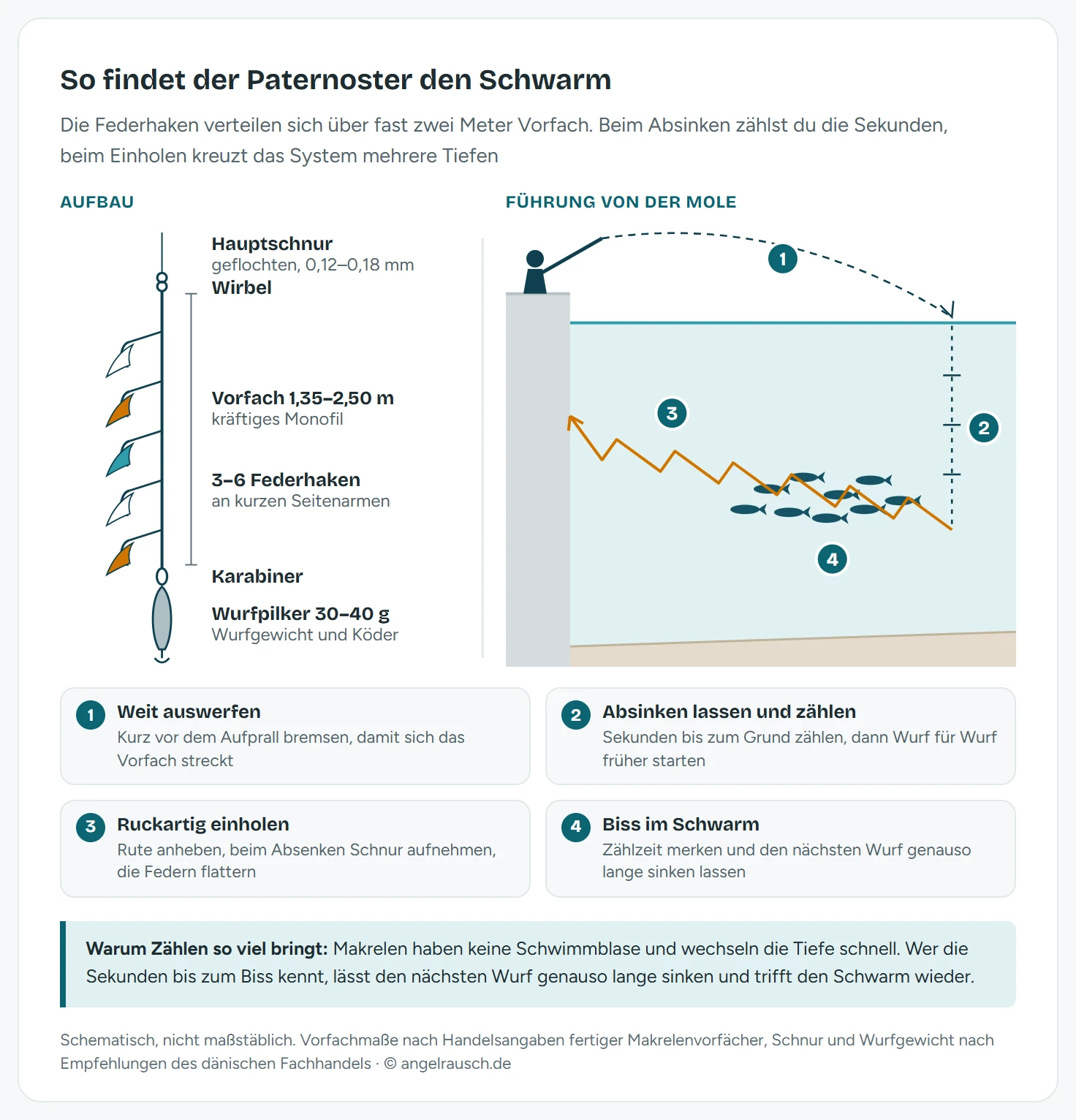 Zweigeteilte Schemagrafik: links der Aufbau eines Makrelenpaternosters von oben nach unten mit Hauptschnur, Wirbel, 1,35 bis 2,50 Meter langem Vorfach mit drei bis sechs Federhaken an Seitenarmen, Karabiner und Wurfpilker von 30 bis 40 Gramm; rechts der Schnitt von einer Mole aufs Meer mit dem Weg des Systems: Auswerfen, Absinken mit gezählten Sekunden, dann ruckartiges Einholen im Zickzack durch die Wassersäule, wobei das System einen Makrelenschwarm in mittlerer Tiefe kreuzt