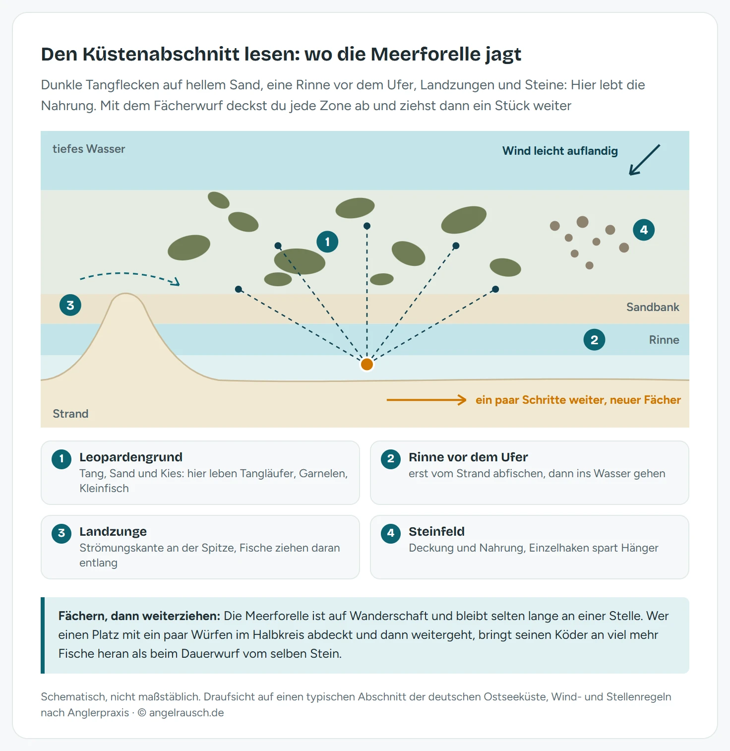 Draufsicht auf einen Ostsee-Küstenabschnitt mit Strand, flachem Wasser, einer dunkleren Rinne, einer hellen Sandbank und dahinter Leopardengrund aus hellem Sand mit dunklen Tangflecken. Links ragt eine Landzunge mit Strömungskante ins Wasser, rechts liegt ein Steinfeld. Ein Angler am Ufer wirft fünf Würfe im Fächer und zieht danach einige Schritte weiter, oben rechts zeigt ein Pfeil leicht auflandigen Wind.