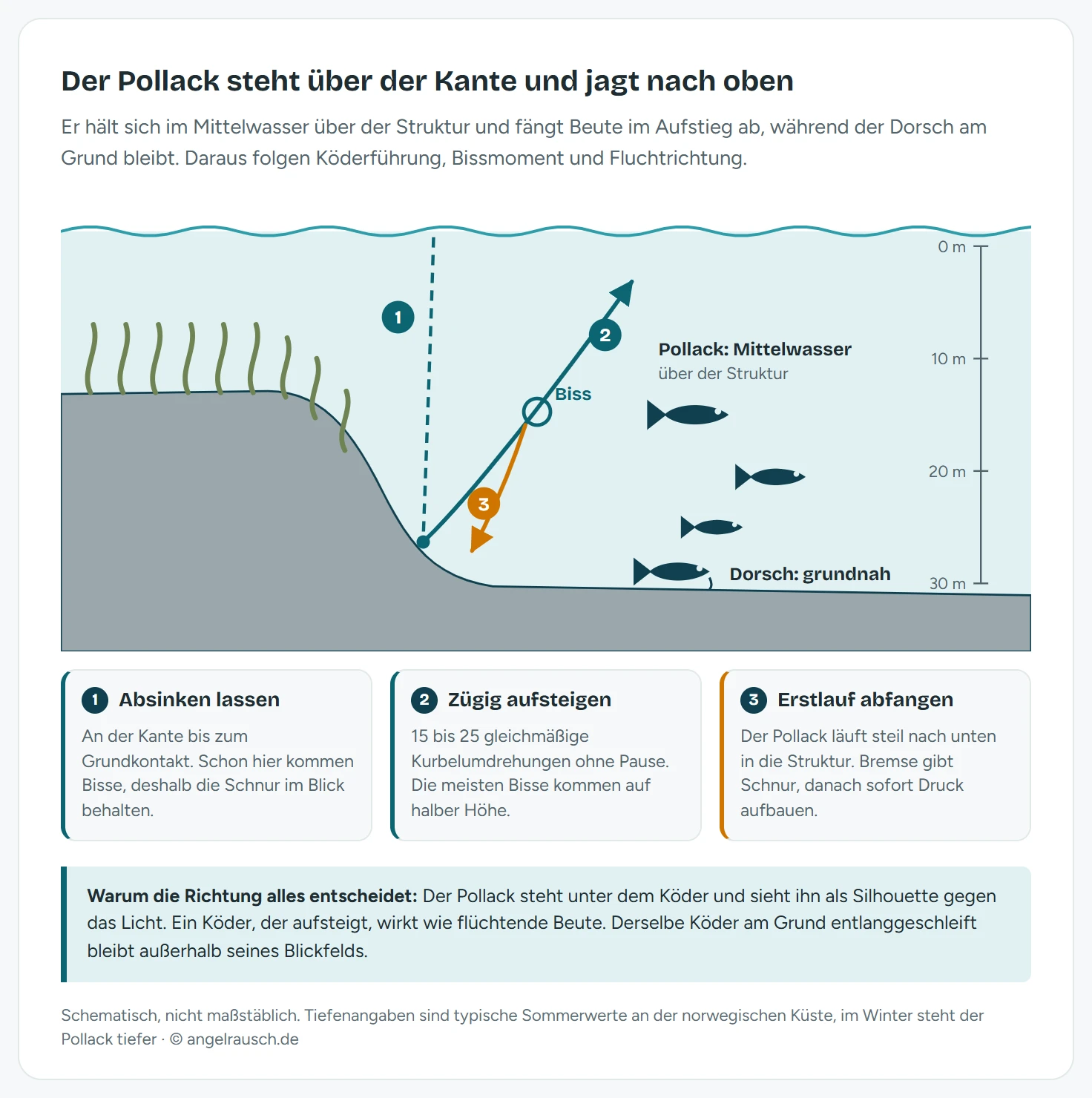 Querschnitt durch eine Riffkante im Meer. Links liegt ein flaches, mit Kelp bewachsenes Plateau, das nach rechts steil in die Tiefe abfällt. Über der Kante stehen im Mittelwasser mehrere Pollacks, während ein Dorsch grundnah am tiefen Grund liegt. Ein gestrichelter Weg zeigt den absinkenden Köder von der Oberfläche bis zum Grundkontakt an der Kante, ein durchgezogener Weg den zügigen Aufstieg zurück zur Oberfläche mit dem markierten Bisspunkt auf halber Höhe. Ein orangefarbener Pfeil zeigt den steilen Erstlauf des Pollacks nach unten zurück in den Kelp.