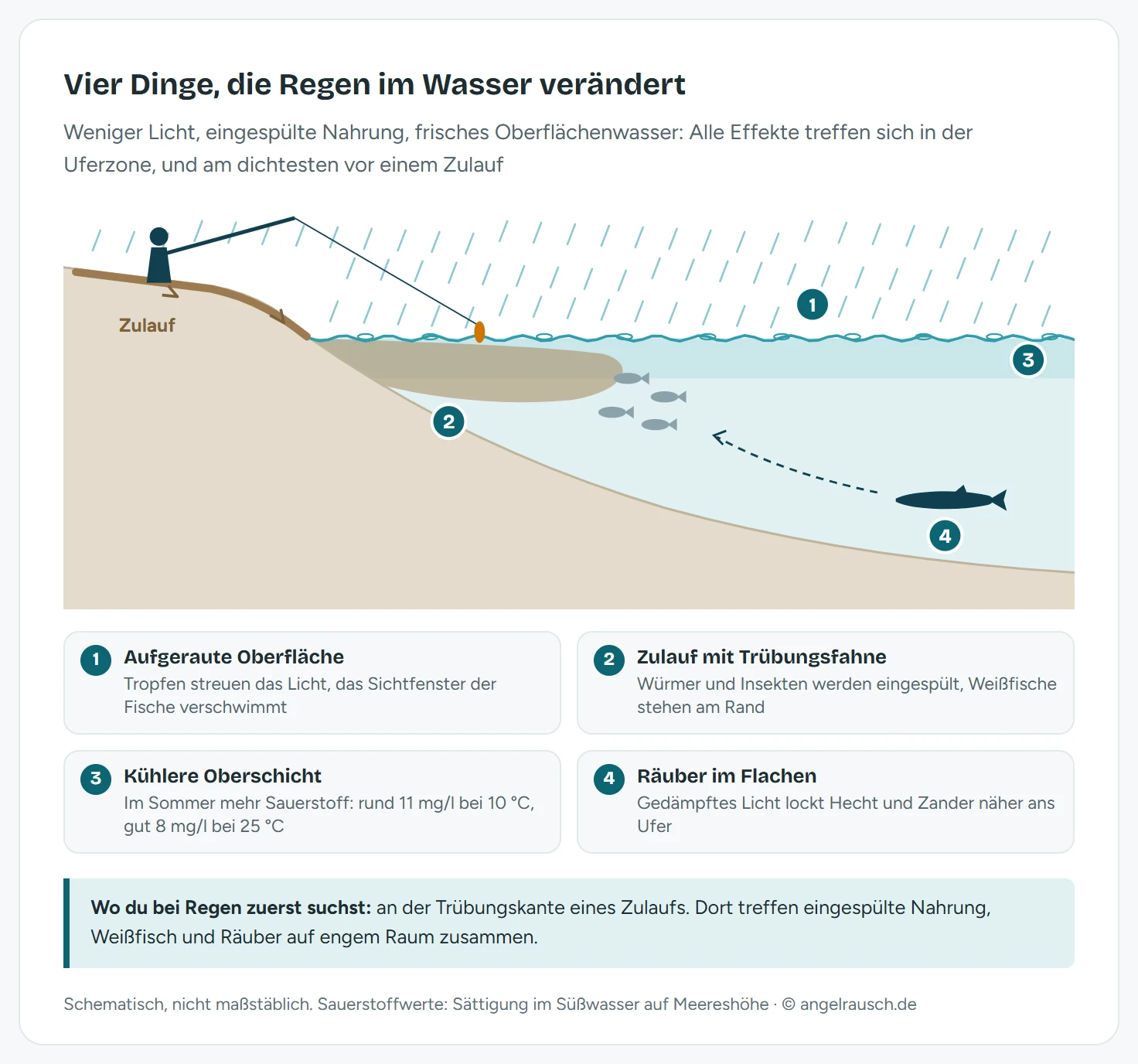 Schematischer Schnitt durch die Uferzone eines Sees bei Regen mit vier nummerierten Markern: 1 aufgeraute Oberfläche, die Licht streut und das Sichtfenster der Fische verzerrt, 2 ein Zulauf mit brauner Trübungsfahne, an dem sich Weißfische sammeln, 3 eine kühlere, sauerstoffreichere Oberflächenschicht, 4 ein Hecht, der im gedämpften Licht ins Flache rückt
