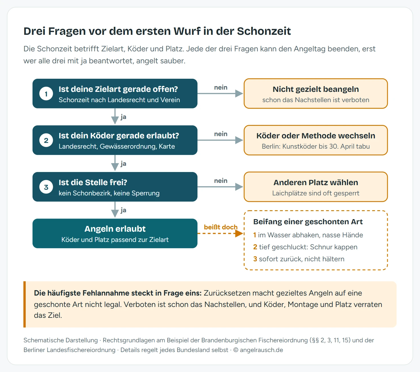 Ablaufschema mit drei Prüffragen vor dem Angeln in der Schonzeit: Erstens, ist die Zielart gerade geschont, dann nicht gezielt beangeln. Zweitens, erlauben Landesrecht und Angelkarte den Köder in diesem Zeitraum, sonst Köder oder Methode wechseln. Drittens, ist die Stelle frei von Schonbezirk oder Sperrung, sonst anderen Platz suchen. Sind alle drei Fragen geklärt, ist das Angeln erlaubt. Darunter das Vorgehen bei Beifang: sofort schonend zurücksetzen, bei tief geschlucktem Haken die Schnur kappen, nicht hältern