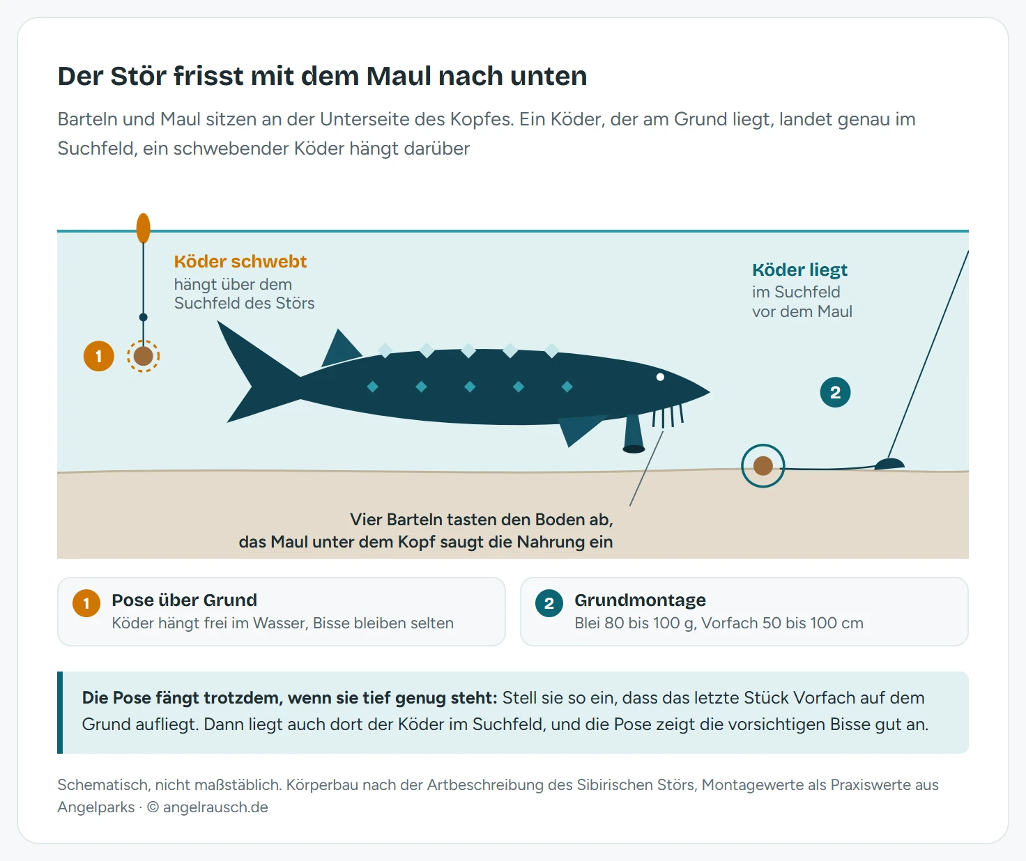 Schnitt durch einen Angelteich: Ein Stör schwimmt dicht über dem Boden, unter seinem Kopf sitzen vier Barteln und das vorgestülpte Maul. Links hängt ein Köder an einer Pose frei über dem Fisch, markiert als schwebender Köder. Rechts liegt der Köder einer Grundmontage mit 80 bis 100 g Blei auf dem Boden vor dem Maul, markiert als Köder im Suchfeld.