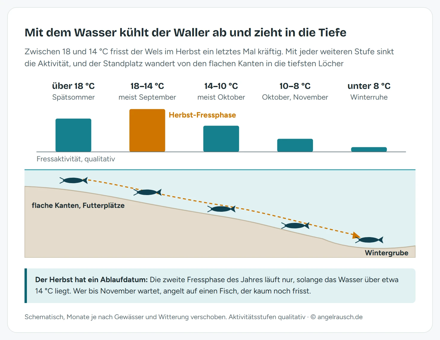Grafik mit fünf Temperaturstufen von über 18 Grad bis unter 8 Grad. Balken zeigen die Fressaktivität des Welses, am höchsten bei 18 bis 14 Grad, danach stark fallend. Darunter ein Gewässerprofil, auf dem ein Wels mit jeder Stufe tiefer steht, von flachen Kanten bis in die Wintergrube.