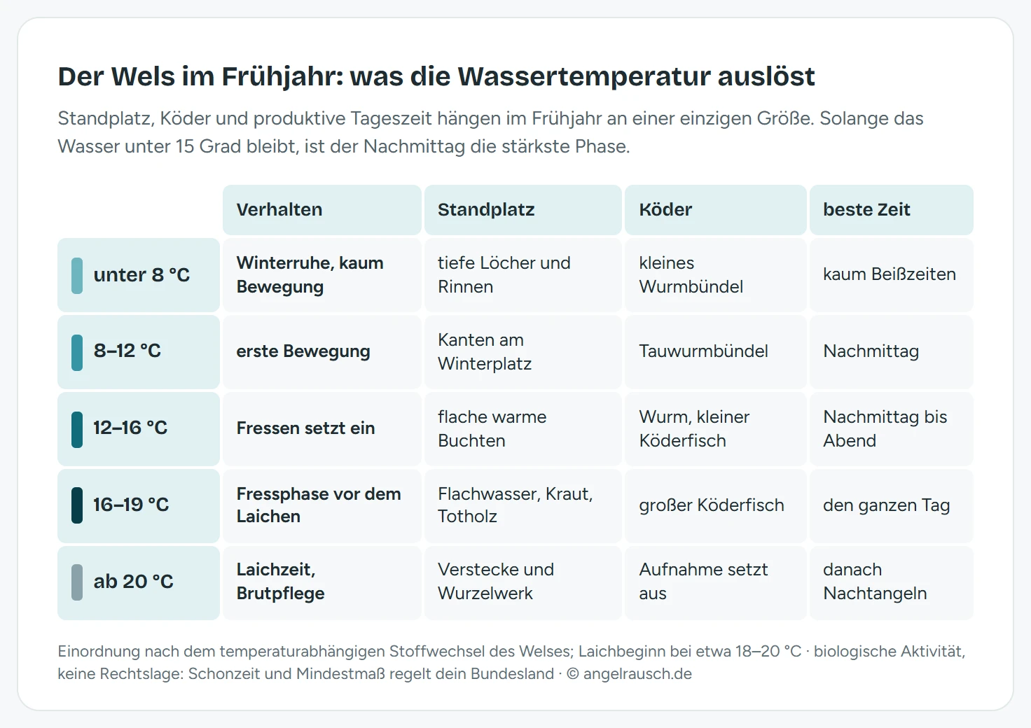 Übersicht der Wels-Aktivität im Frühjahr nach Wassertemperatur. Unter 8 Grad: Winterruhe, tiefe Löcher und Rinnen, kleiner Köder direkt vor dem Maul, kaum Beißzeiten. 8 bis 12 Grad: erste Bewegung, sonnige Kanten am Rand der Winterplätze, Tauwurmbündel, Nachmittag. 12 bis 16 Grad: Fressen setzt ein, flache erwärmte Buchten, Wurm und kleiner Köderfisch, Nachmittag bis Abend. 16 bis 19 Grad: Fressphase vor dem Laichen, Flachwasser über Kraut und Totholz, großer Köderfisch, den ganzen Tag. Über 20 Grad: Laichzeit, Rückzug in Verstecke, Nahrungsaufnahme ausgesetzt, danach Sommerverhalten mit Nachtangeln.
