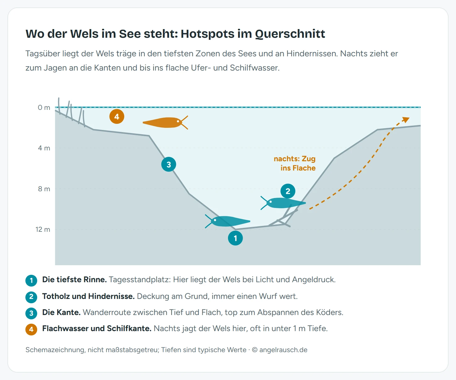 Schemazeichnung eines See-Querschnitts mit Wels-Standplätzen: tagsüber liegt der Wels in der tiefsten Rinne bei 12 m und am Totholz, nachts zieht er über die Kante ins flache Ufer- und Schilfwasser mit unter 1 m Tiefe