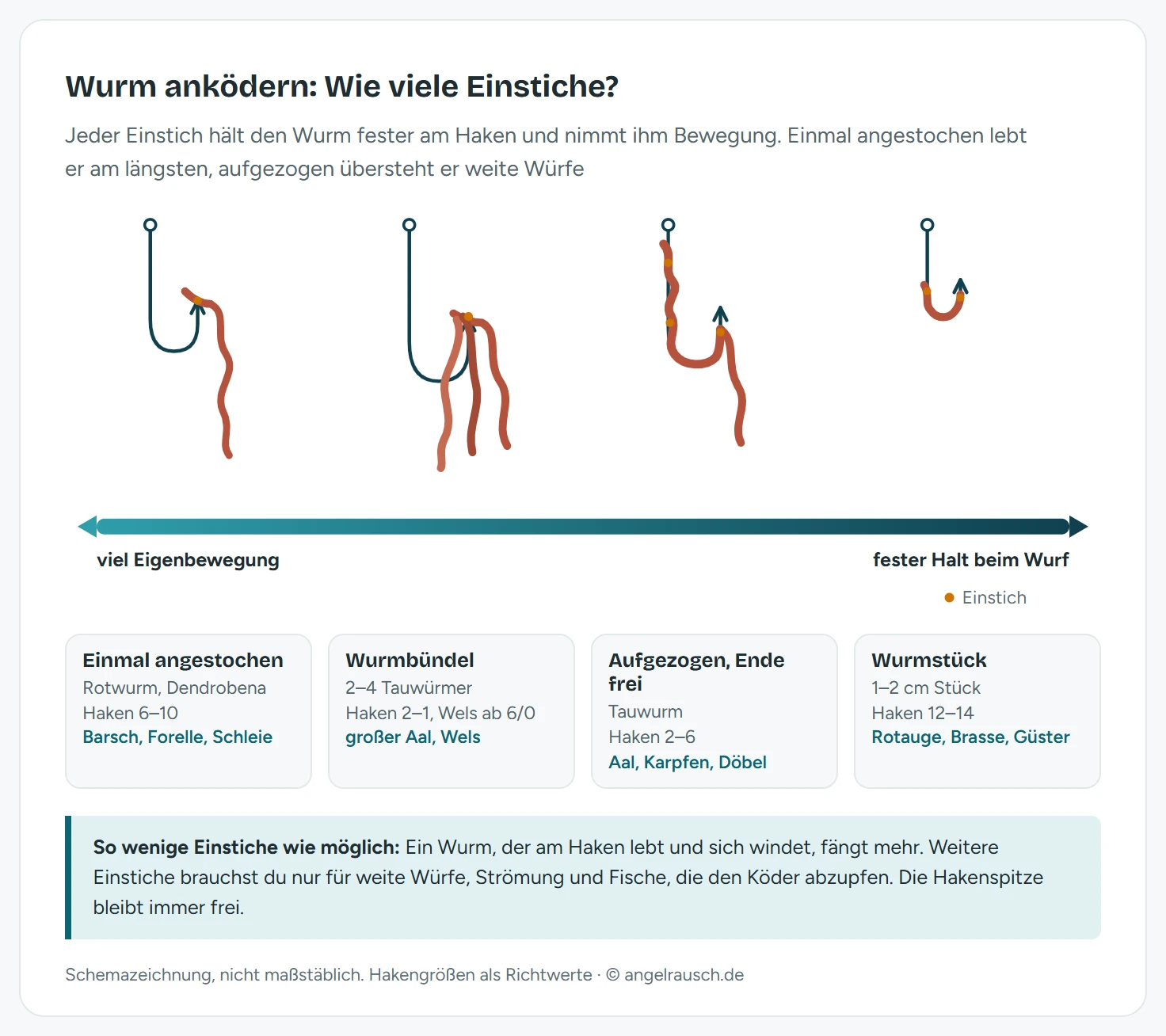Vier Schemazeichnungen zum Anködern von Würmern, geordnet von viel Eigenbewegung zu festem Halt: Rotwurm oder Dendrobena einmal am Kopfende angestochen an Haken 6 bis 10, Wurmbündel aus mehreren einmal angestochenen Tauwürmern an Haken 2 bis 1, Tauwurm mit zwei bis drei Einstichen über den Schenkel gezogen und freiem Ende an Haken 2 bis 6, kurzes Wurmstück an Haken 12 bis 14
