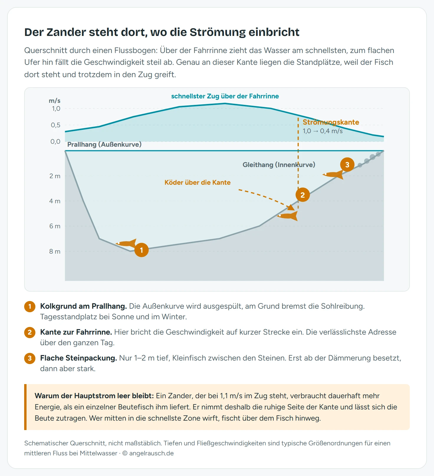 Schematischer Flussbogen in der Draufsicht mit Fließrichtung von links nach rechts: der Hauptstrom mit 0,8 bis 1,2 Metern pro Sekunde drückt in die Außenkurve, dort liegt ein Kolk von 6 bis 9 Metern Tiefe; am flachen Gleithang der Innenkurve fließt das Wasser mit 0,2 bis 0,4 Metern pro Sekunde; zwischen zwei Buhnen steht ein Kehrwasser mit rückläufiger Walze, dessen Strömungskante als gestrichelte Linie markiert ist; vier nummerierte Marker zeigen die Standplätze des Zanders jeweils auf der langsamen Seite der Kante