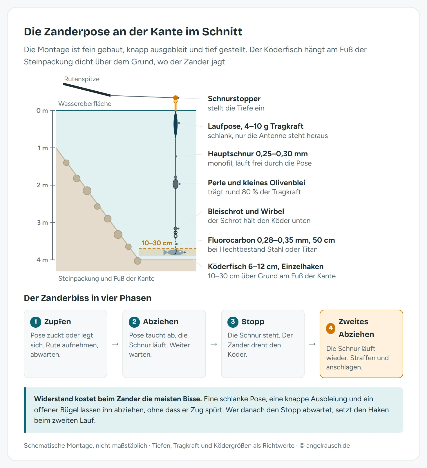 Schematischer Querschnitt einer Laufposenmontage auf Zander an einer Steinpackung: Von der Rutenspitze laufen Schnurstopper, schlanke Laufpose mit 4 bis 10 Gramm Tragkraft, Perle und kleines Olivenblei, Wirbel und 50 Zentimeter Fluorocarbon zum Köderfisch von 6 bis 12 Zentimetern, der am Fuß der Kante 10 bis 30 Zentimeter über dem Grund hängt. Darunter eine Schrittkette des Zanderbisses in vier Phasen bis zum Anhieb beim zweiten Abziehen.
