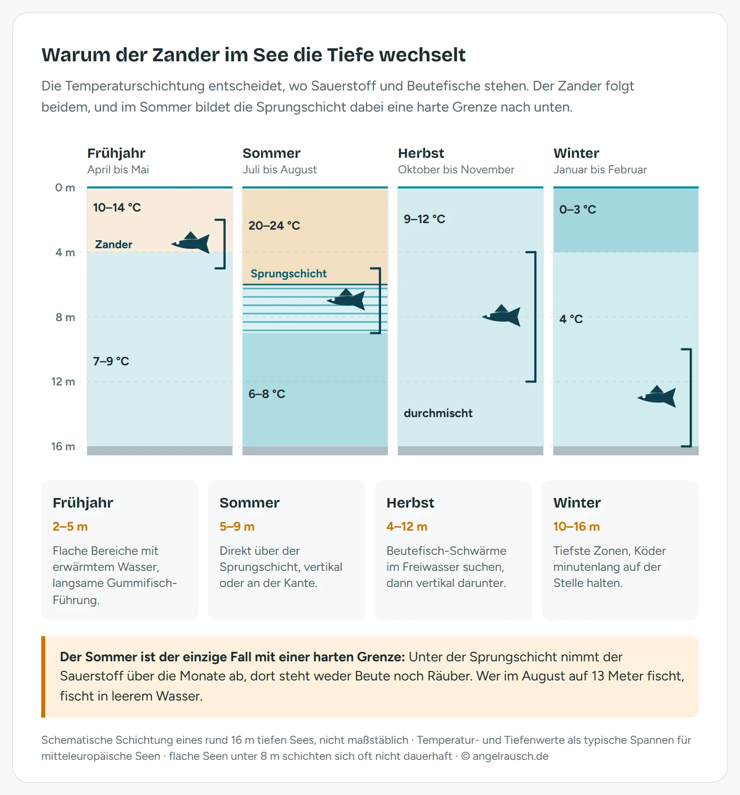 Vier schematische Wassersäulen eines 16 Meter tiefen Sees im Jahresverlauf mit gemeinsamer Tiefenskala: im Frühjahr liegt die Zanderzone bei 2 bis 5 Metern in leicht erwärmtem Wasser, im Sommer bei 5 bis 9 Metern direkt über der schraffiert dargestellten Sprungschicht, im Herbst über die weite Spanne von 4 bis 12 Metern im durchmischten Wasser und im Winter bei 10 bis 16 Metern am Grund, wo das Wasser mit 4 Grad am wärmsten ist