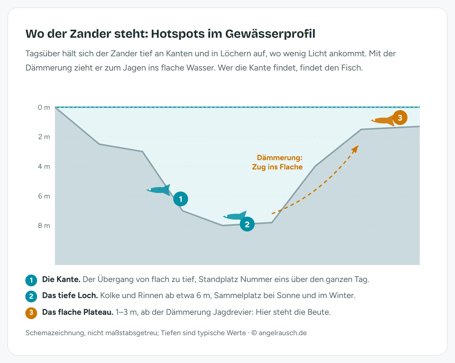 Schemazeichnung eines Gewässerquerschnitts mit Tiefenachse von 0 bis 8 Metern: Zander stehen tagsüber an der Kante bei etwa 6 Metern und im tiefen Loch bei 8 Metern, ein gestrichelter Pfeil zeigt den Zug ins flache Plateau von 1 bis 3 Metern zur Dämmerung