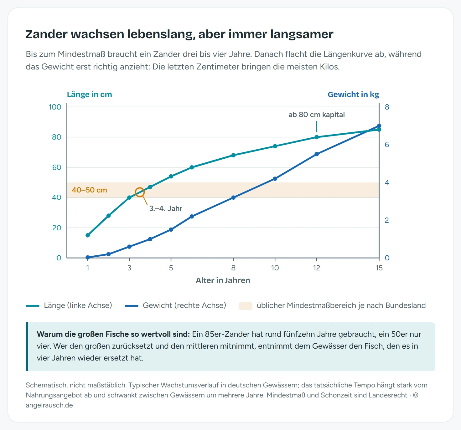 Diagramm des Zanderwachstums über fünfzehn Jahre. Eine Kurve zeigt die Länge von rund 15 Zentimetern nach einem Jahr über 40 Zentimeter nach drei Jahren und 68 Zentimeter nach acht Jahren bis 85 Zentimeter nach fünfzehn Jahren. Eine zweite, flacher startende Kurve zeigt das Gewicht von unter 100 Gramm bis rund 7 Kilogramm. Ein orangefarbenes Band markiert den üblichen Mindestmaßbereich von 40 bis 50 Zentimetern, den ein Zander nach etwa drei bis vier Jahren erreicht.